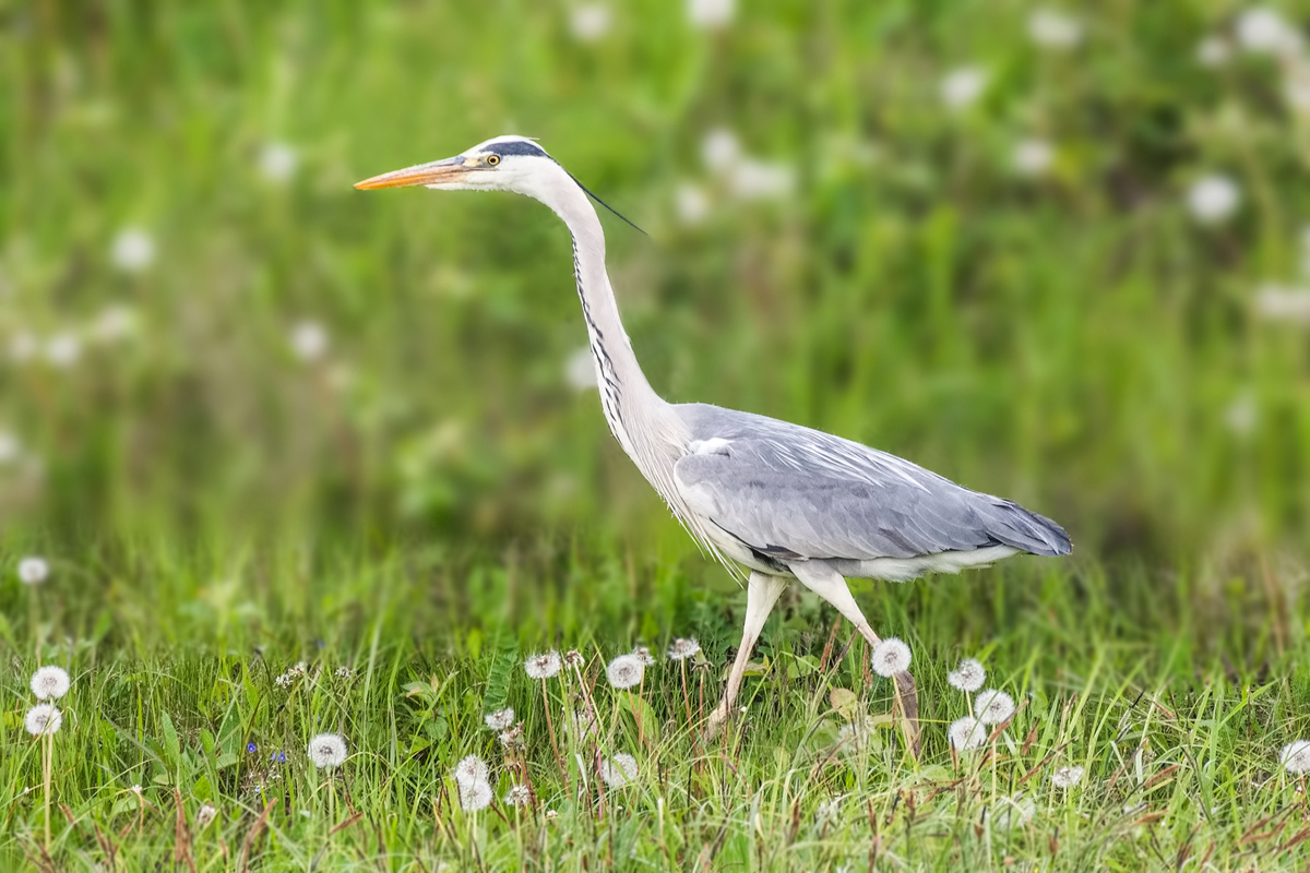 Цапля серая.