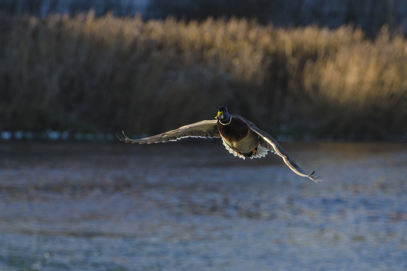 Полёт селезня