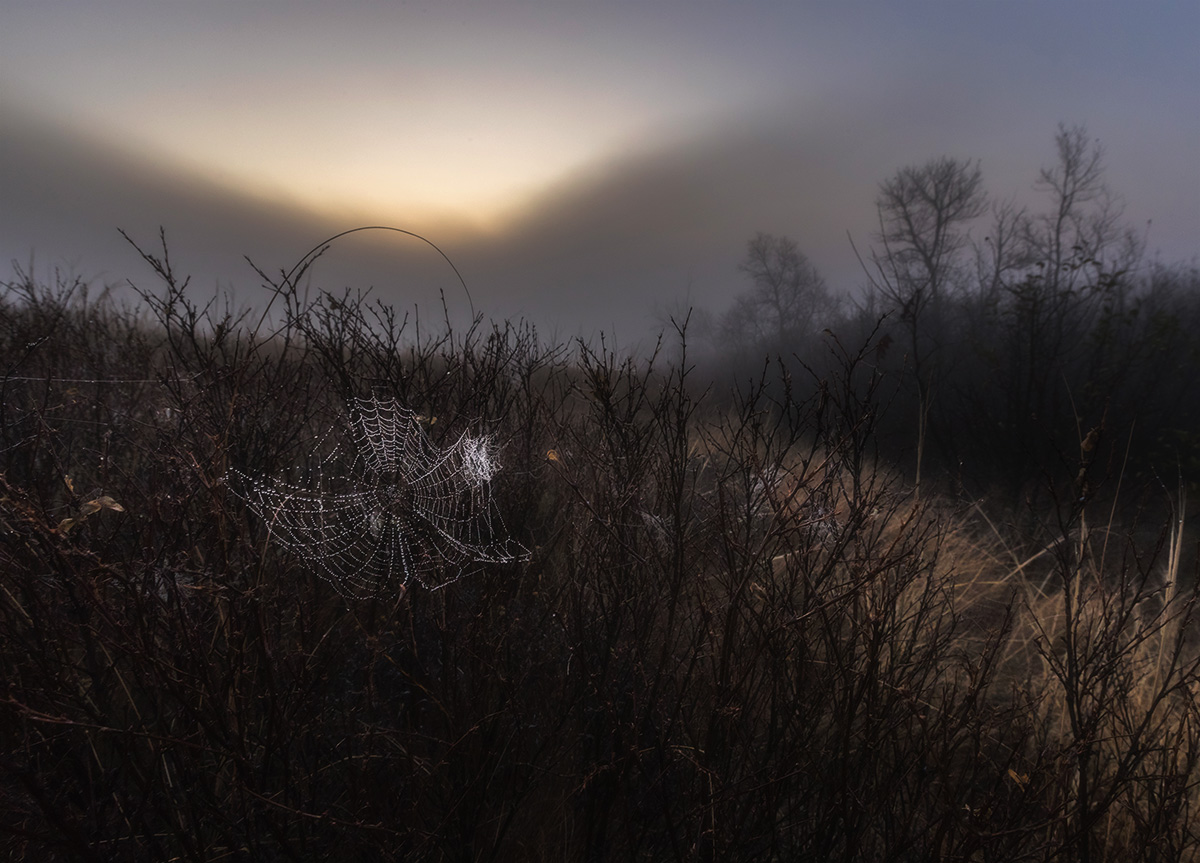 Степь, рассвет, туман и сырость