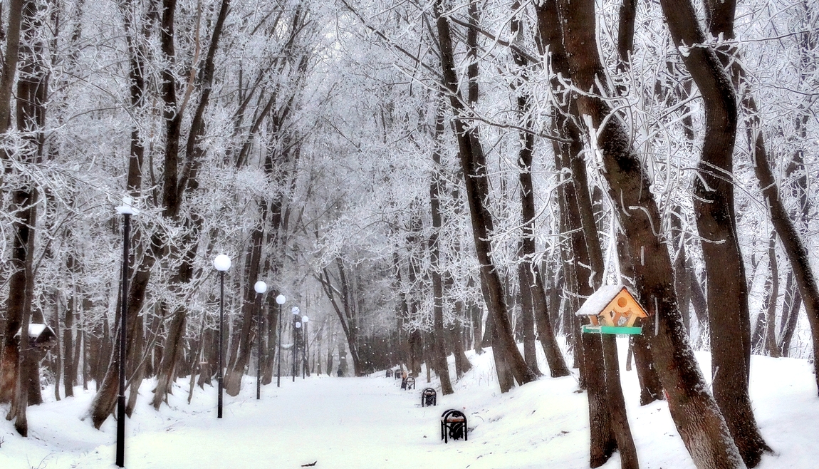 В заснеженном парке