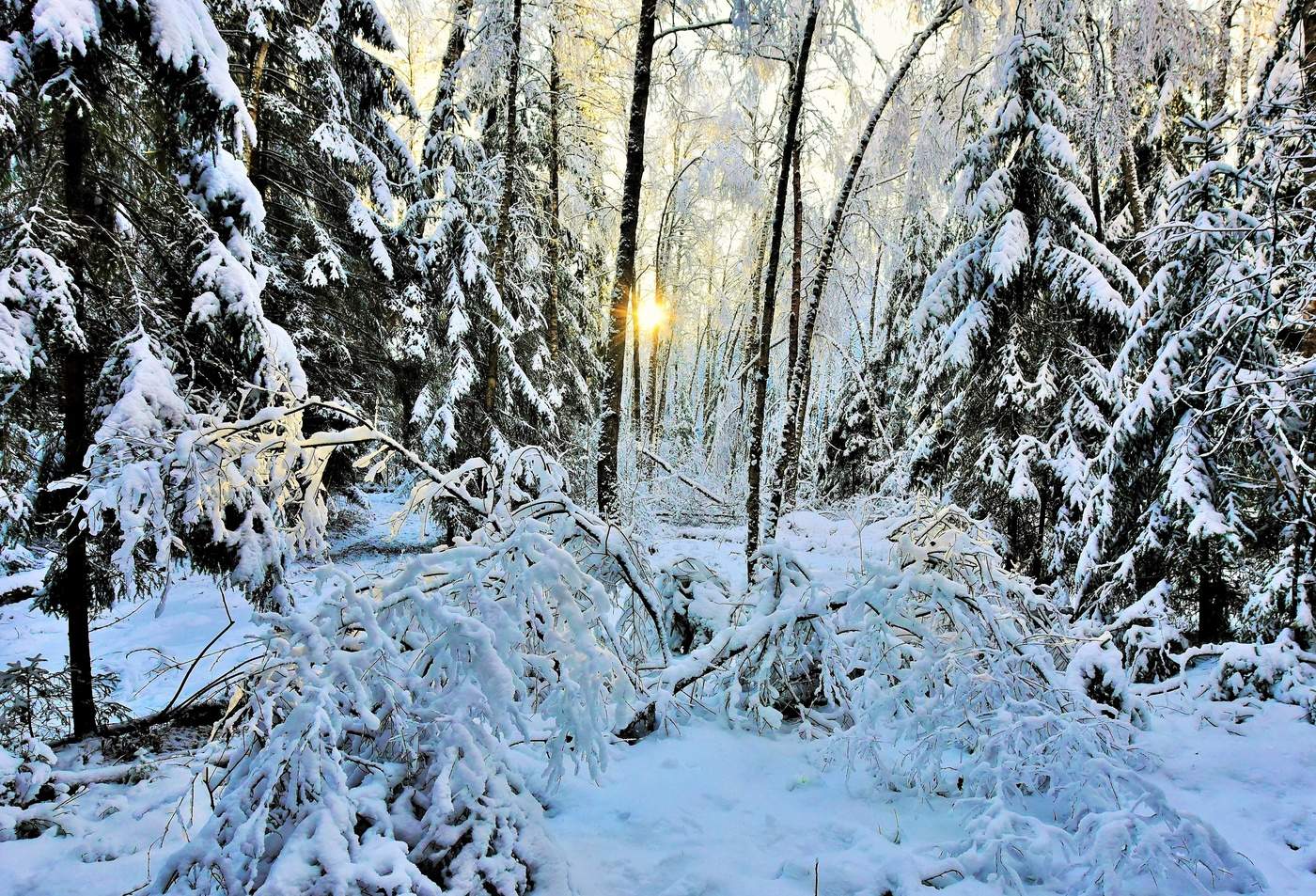 "Зима висит на хвойных лапах ..."