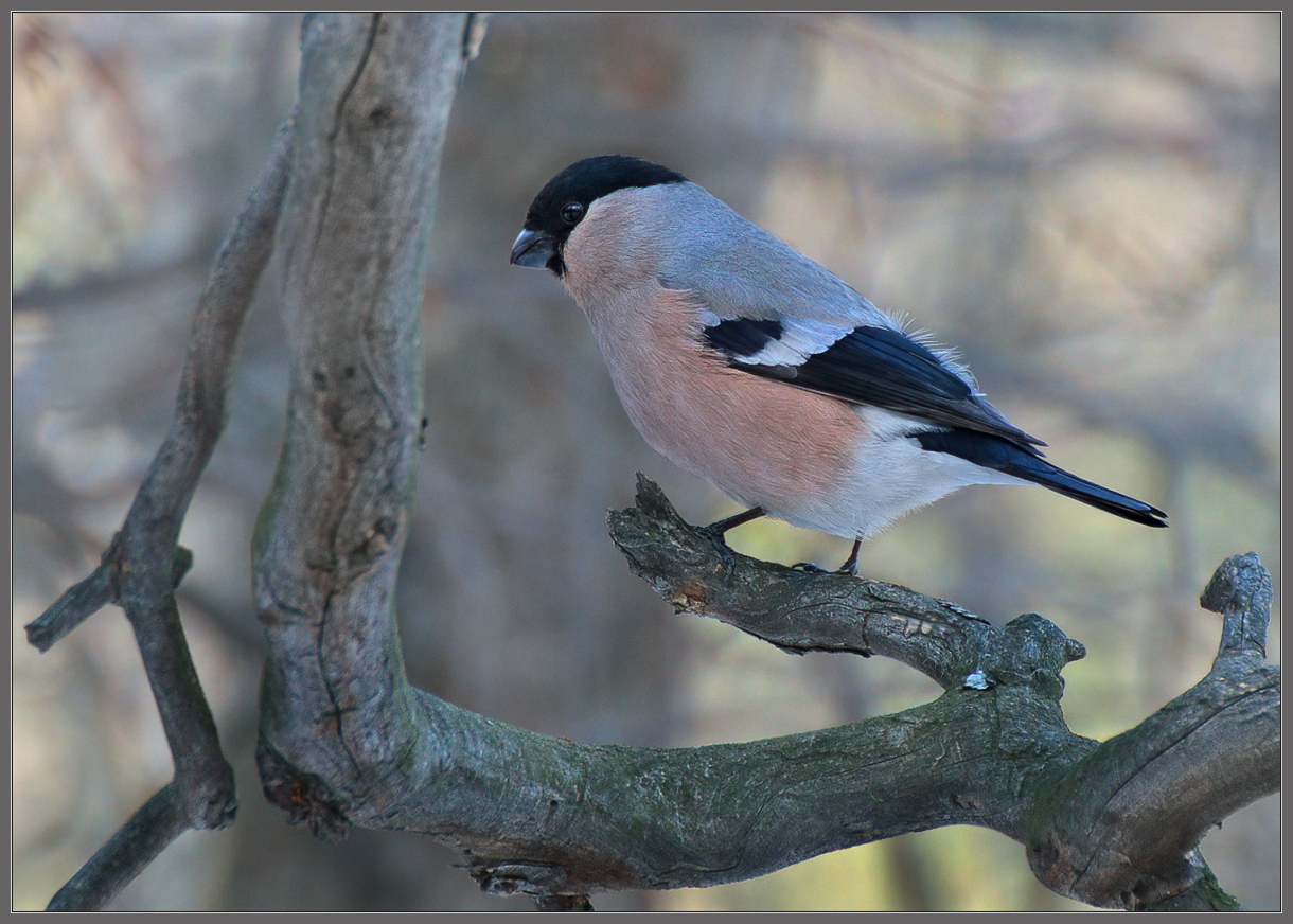 Мадам Снегирёва