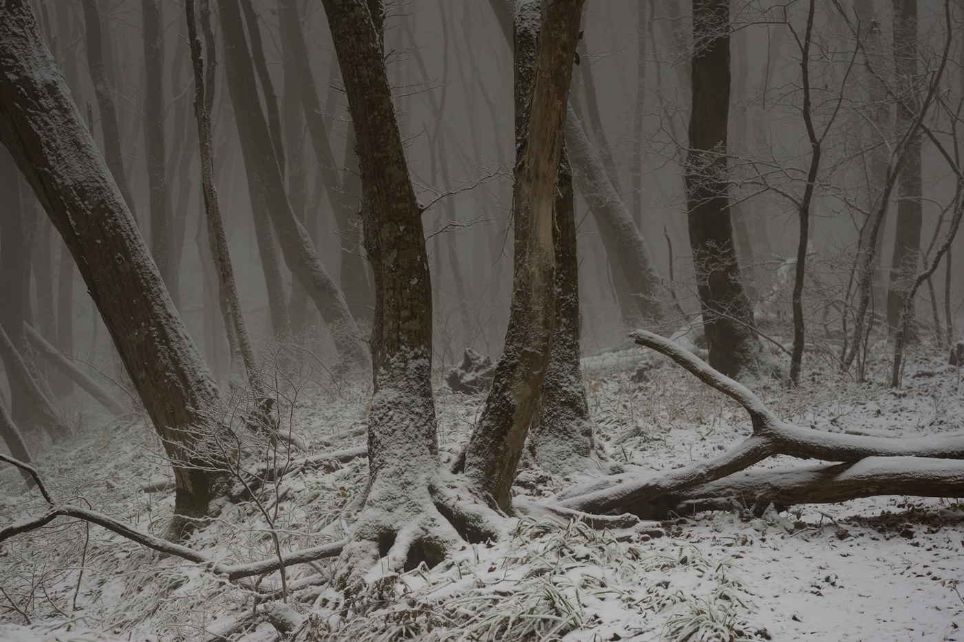 Туманное утро