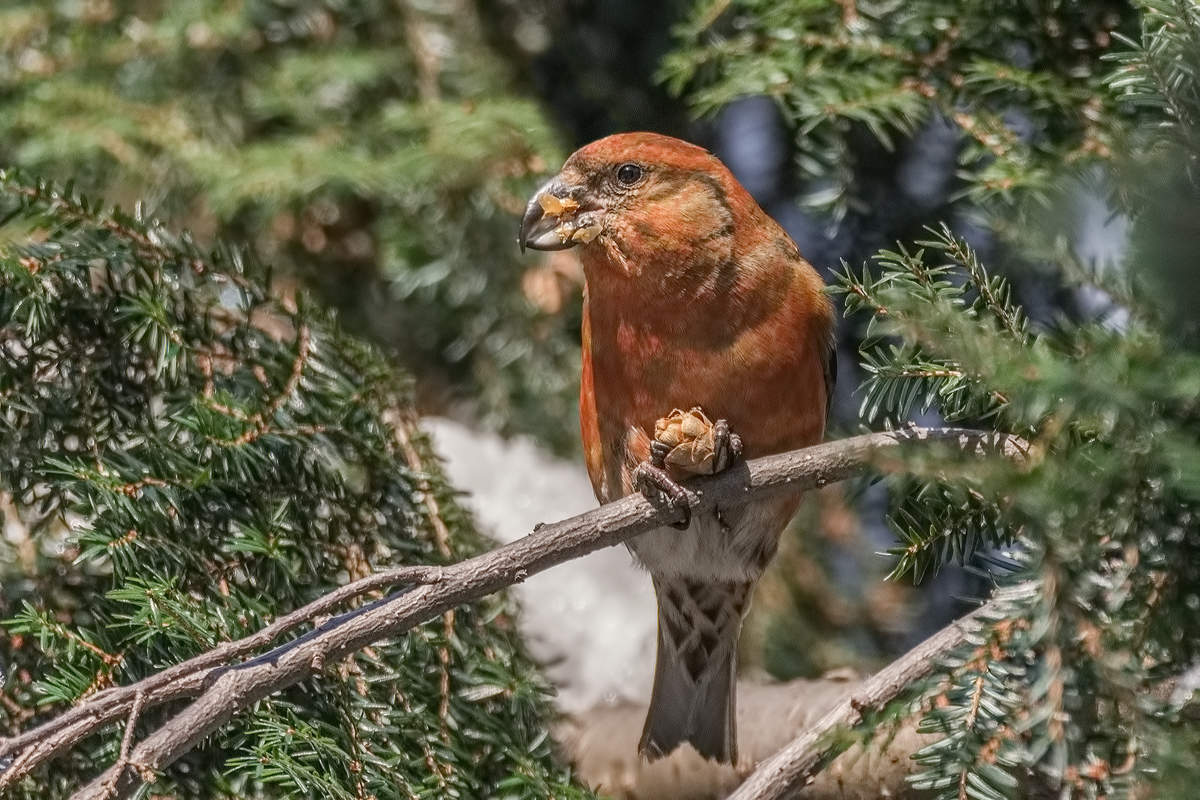 Клёст еловик.