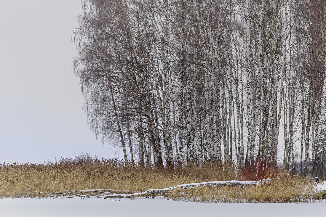 зимние березки