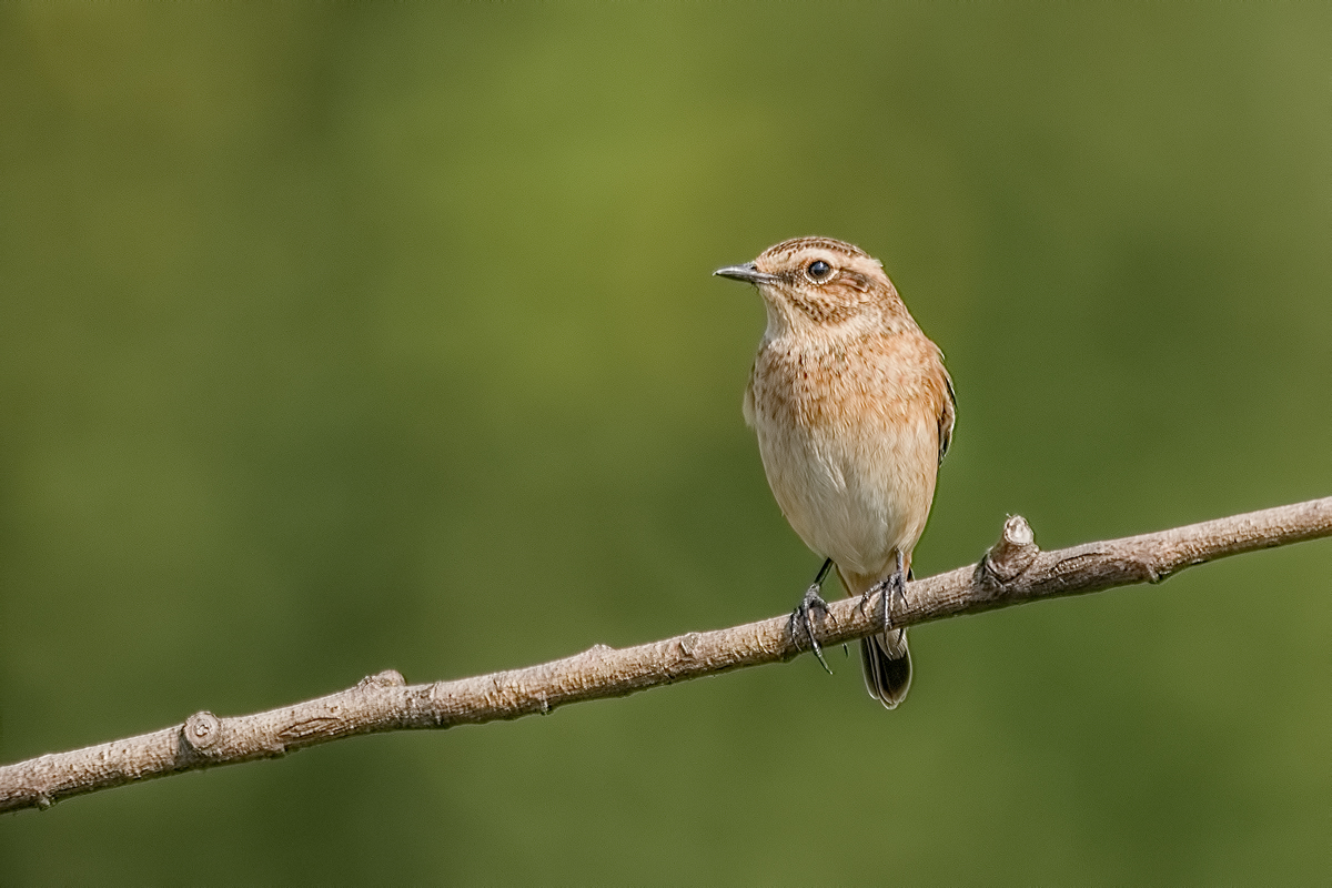 Чекан луговой.