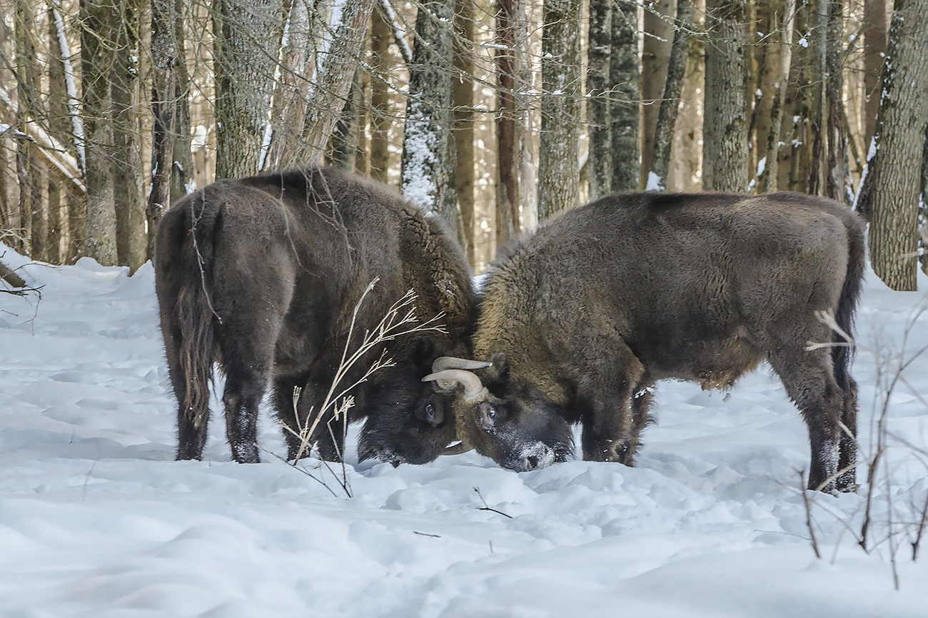 Никто не хотел уступать