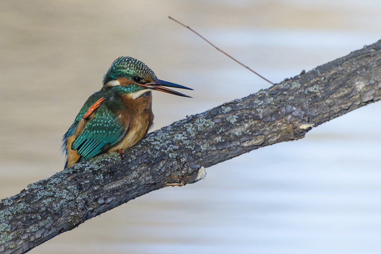 Краснолапка