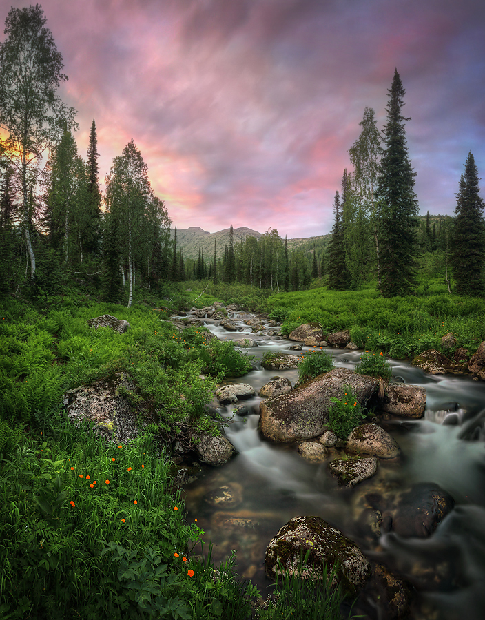 Сибирская закатная..