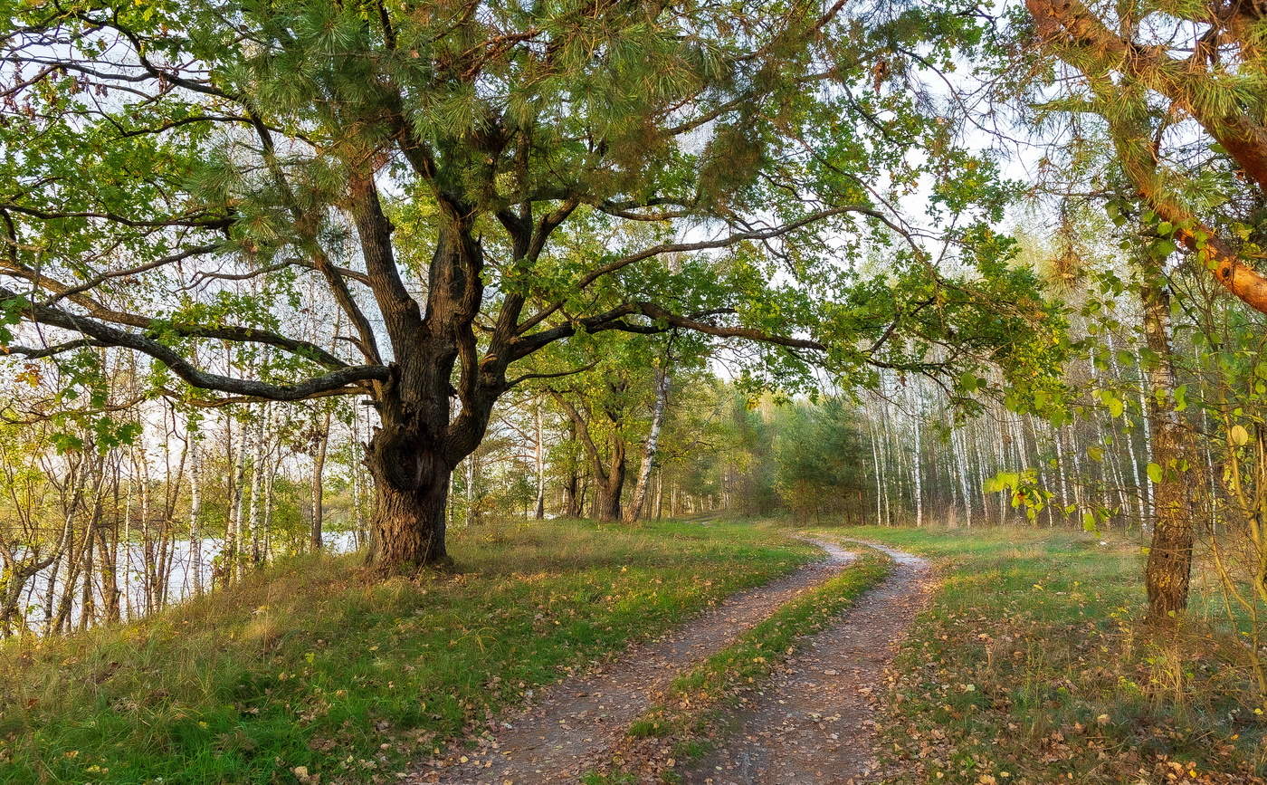 Листьев сочувственный шорох...