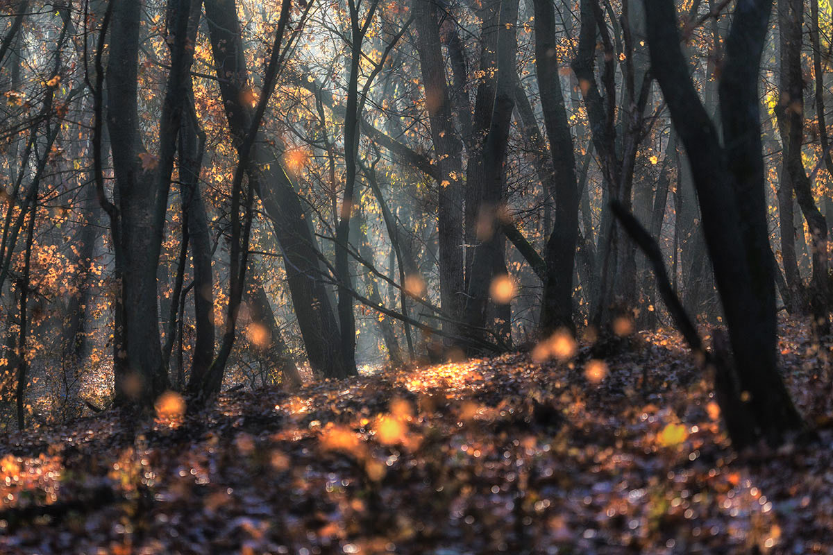 Запах осеннего леса