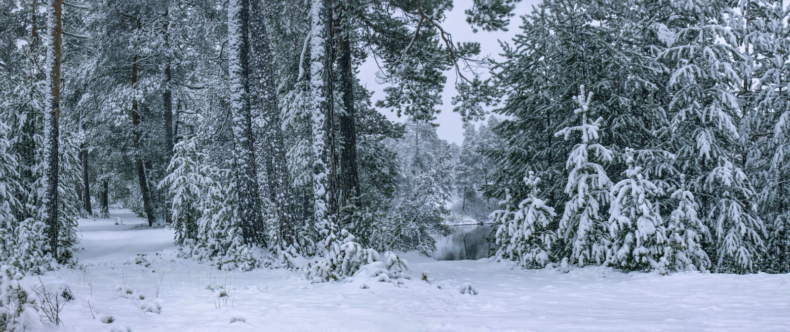 Пасмурный зимний денёк. Тихо, прохладно и снежно...
