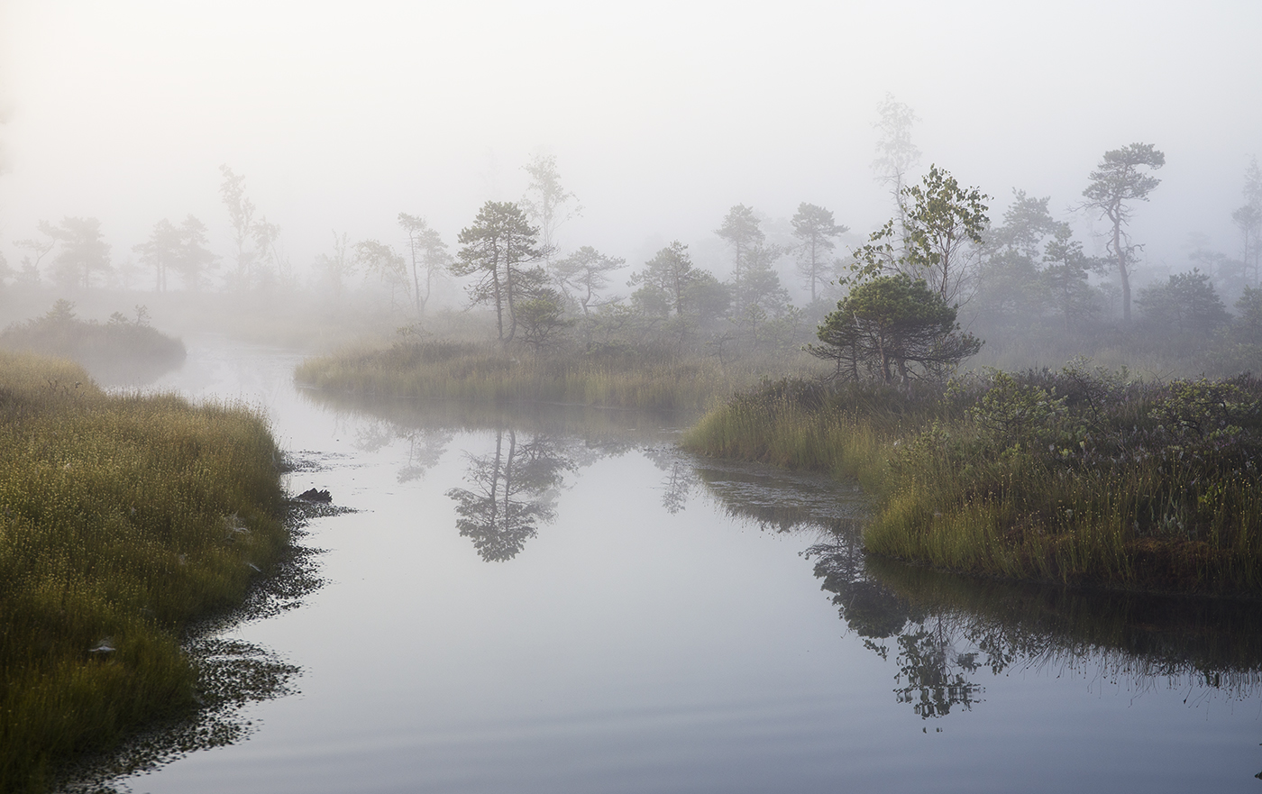 Топкие берега