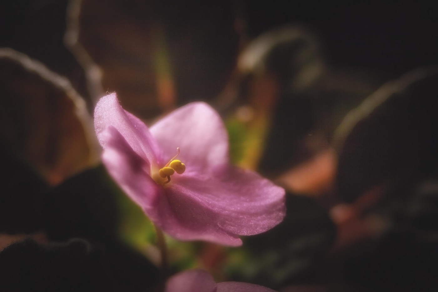 Просто фиалка