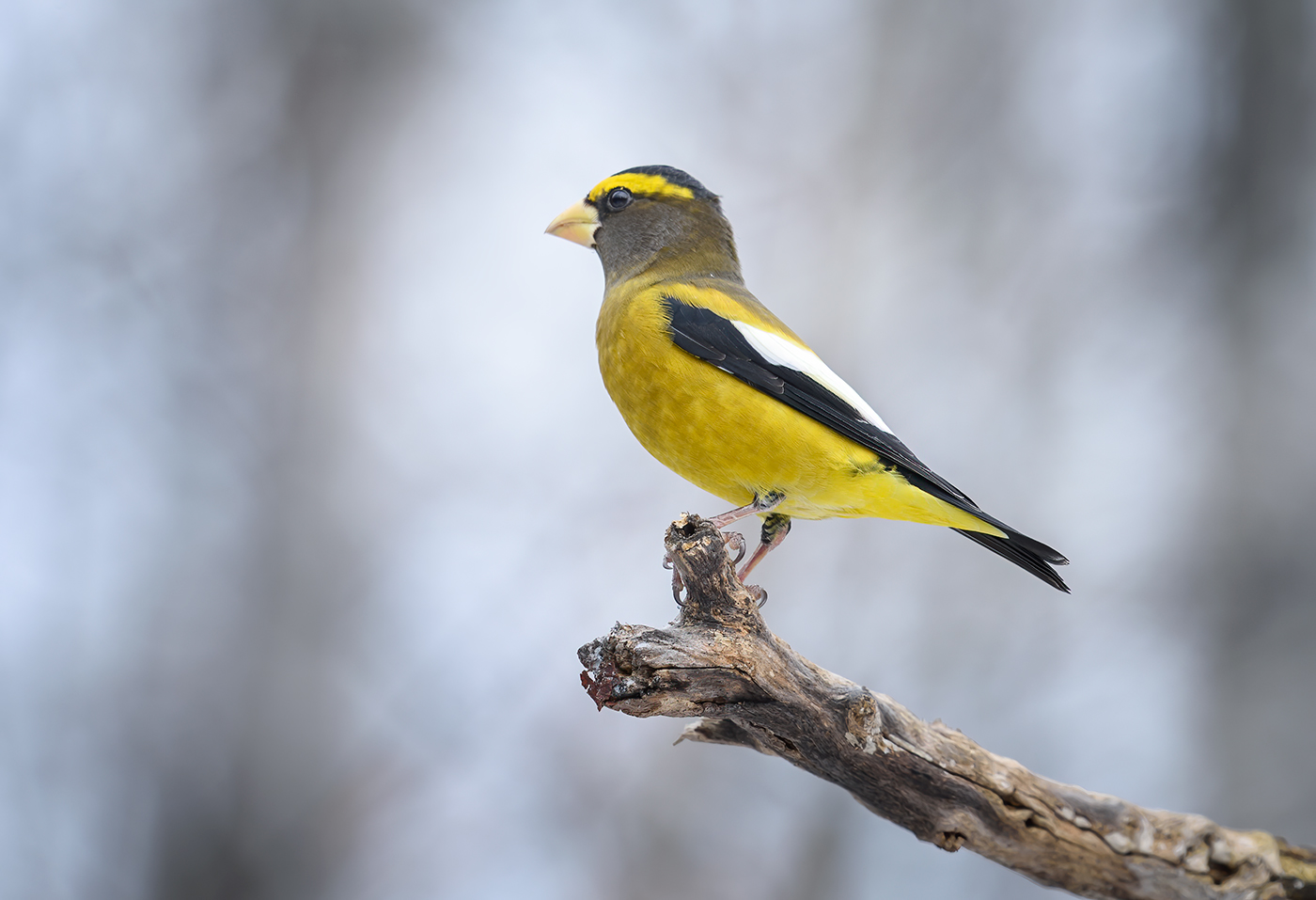 Evening grosbeak~male (Coccothraustes vespertinus