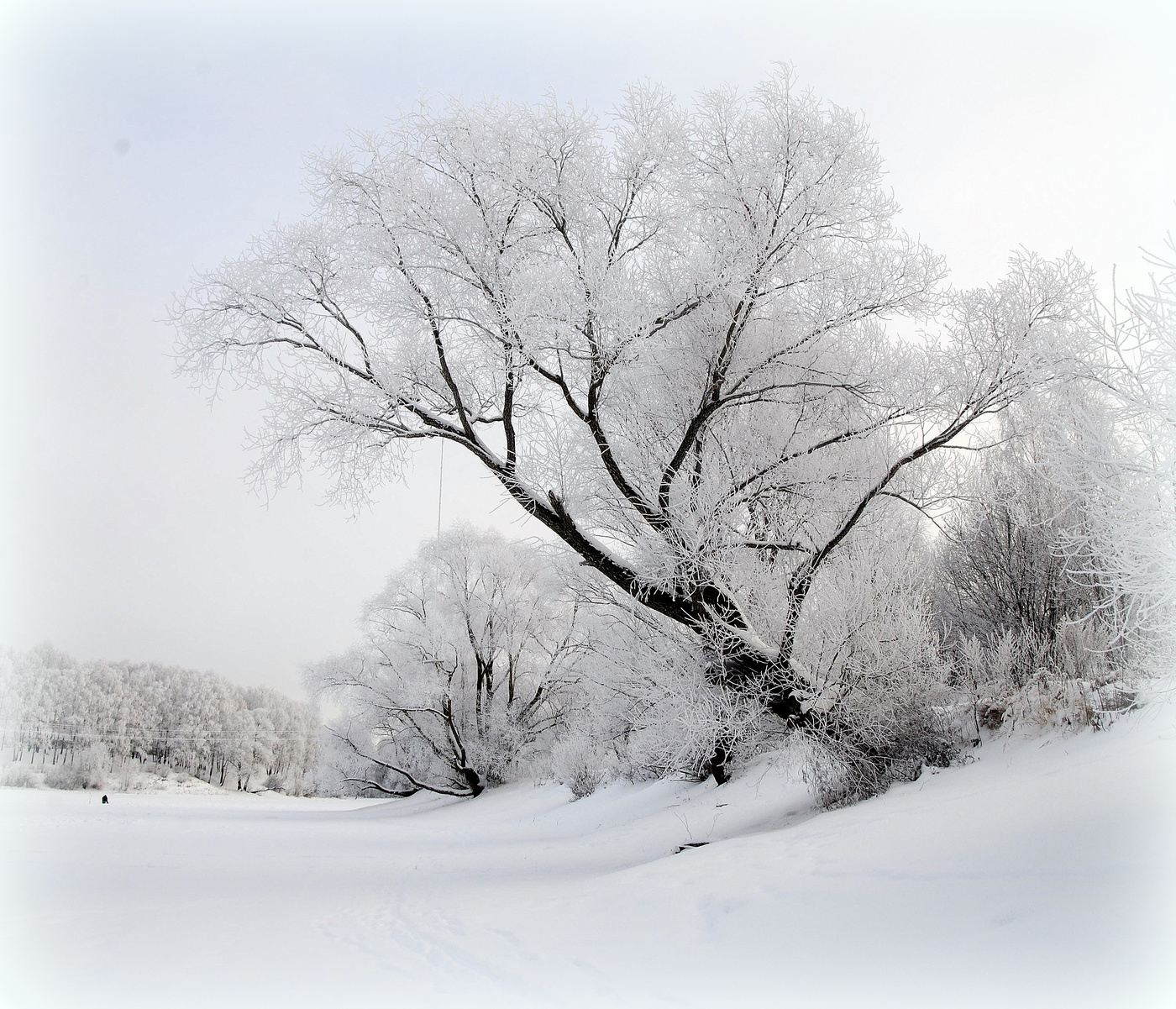 Белым-бело всё за окном...