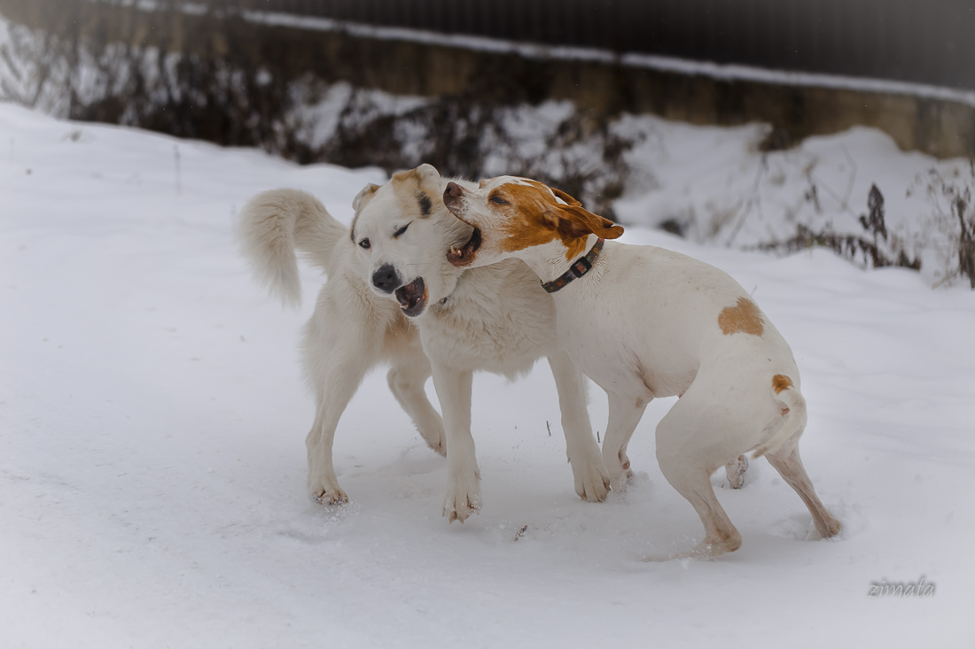 радостная встреча
