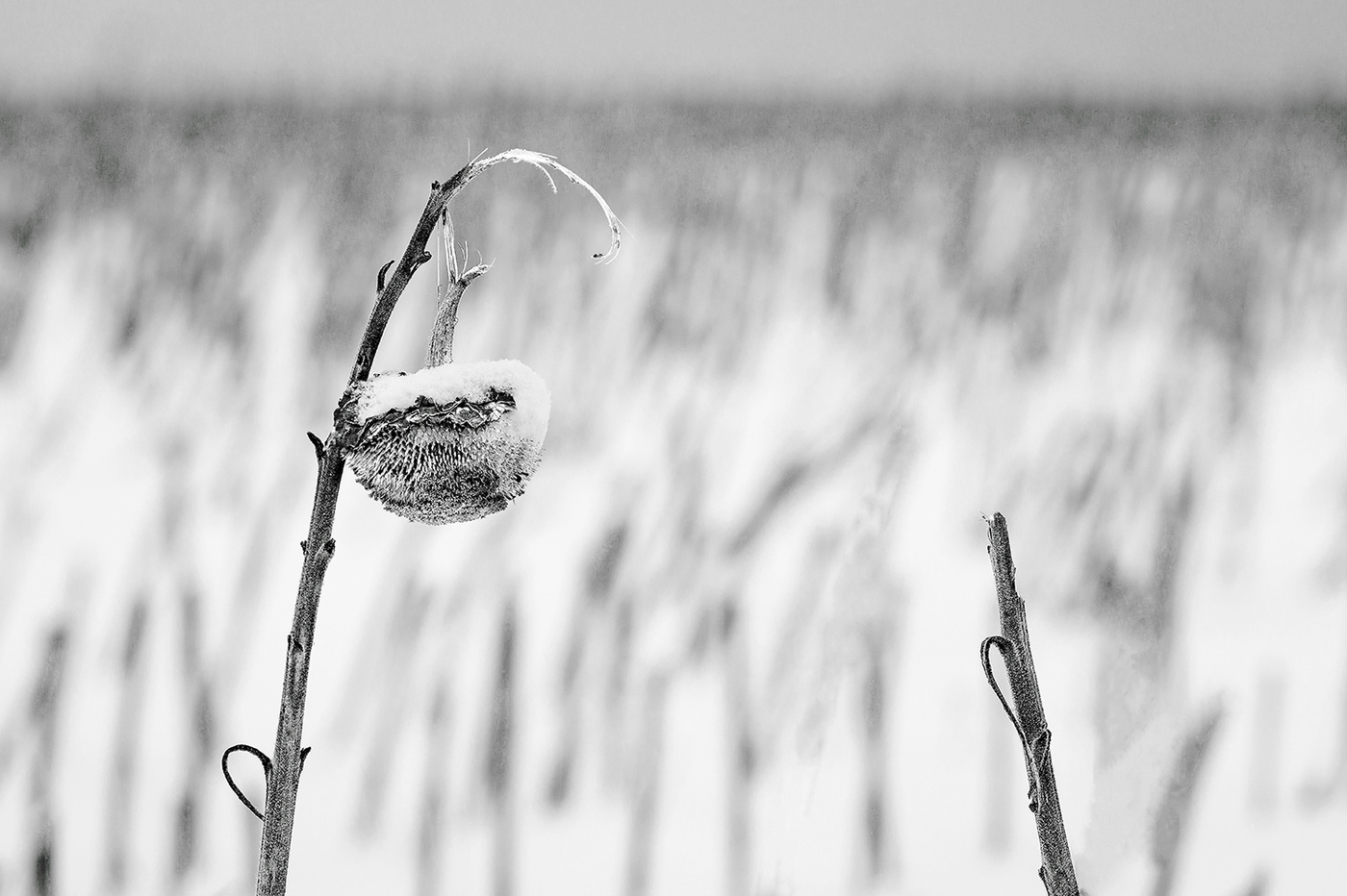 Без названия...