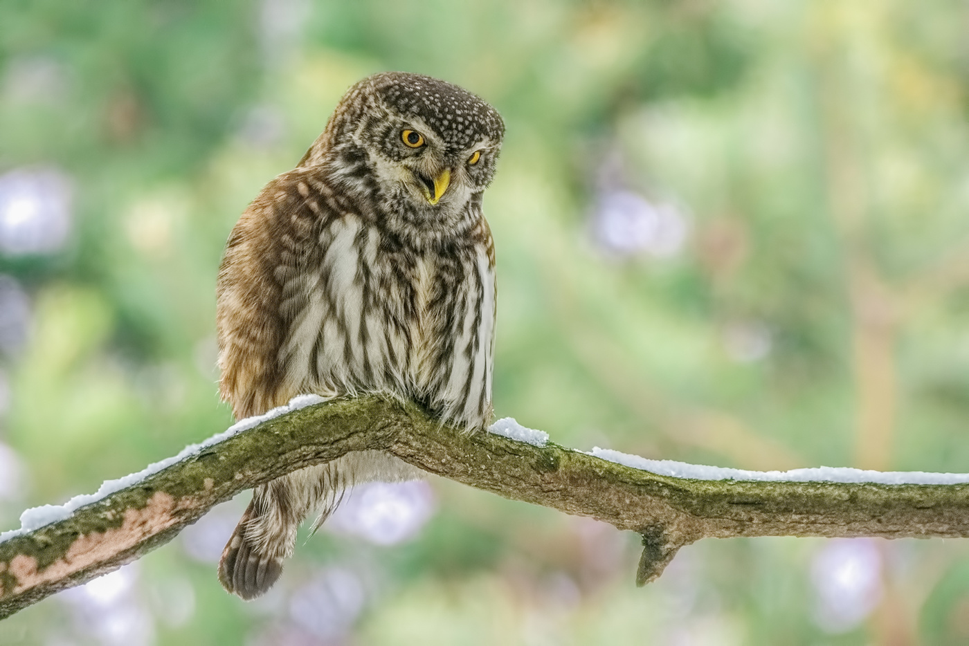 Сыч воробьиный.