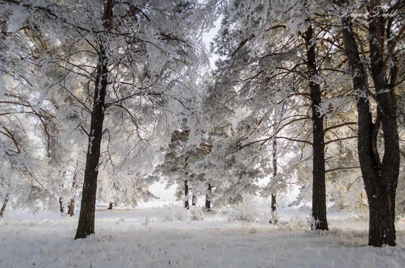 Зимний пейзаж.