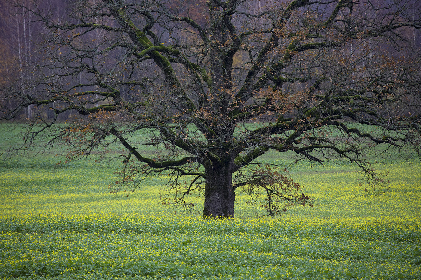 Обнаженность