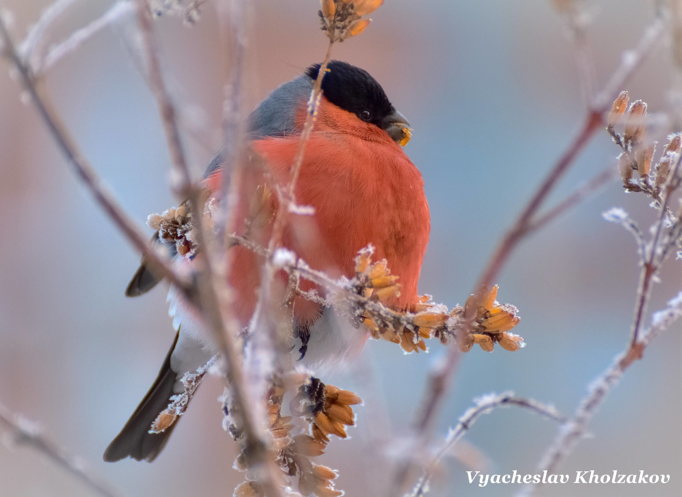 Снегирь на морозе