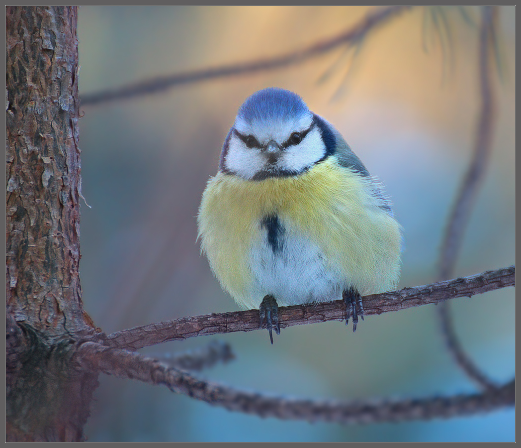 Господин Си Ни Цын