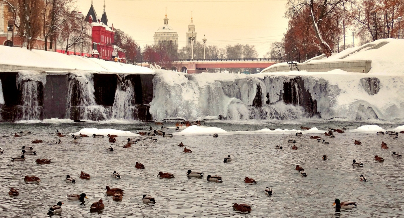 В морозный день птицы на реке
