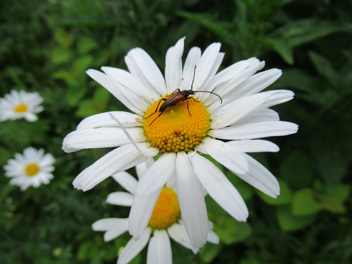Ромашки и жучок