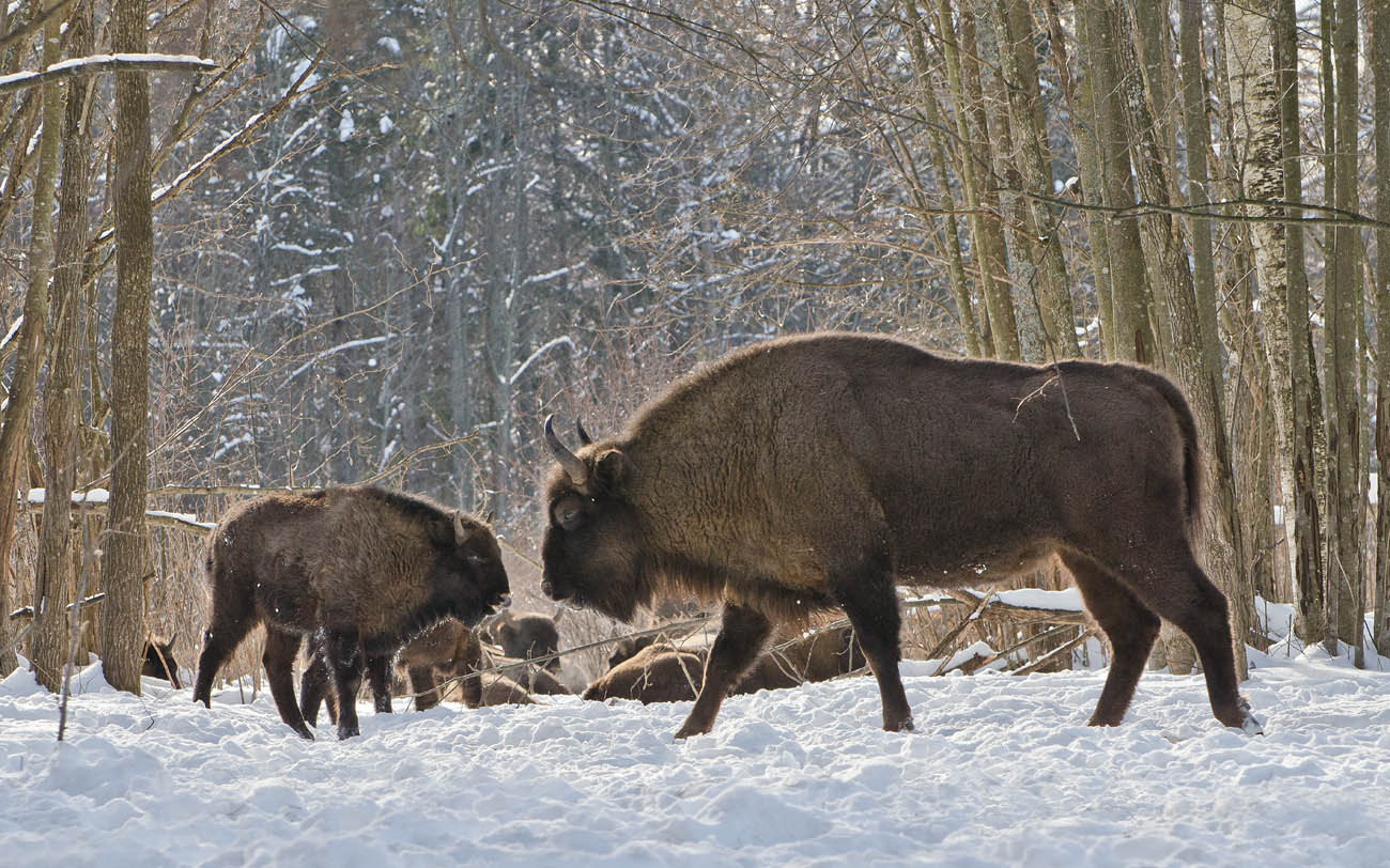 Зубры в феврале