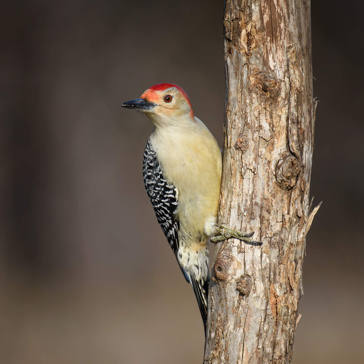 Red-bellied Woodpecker