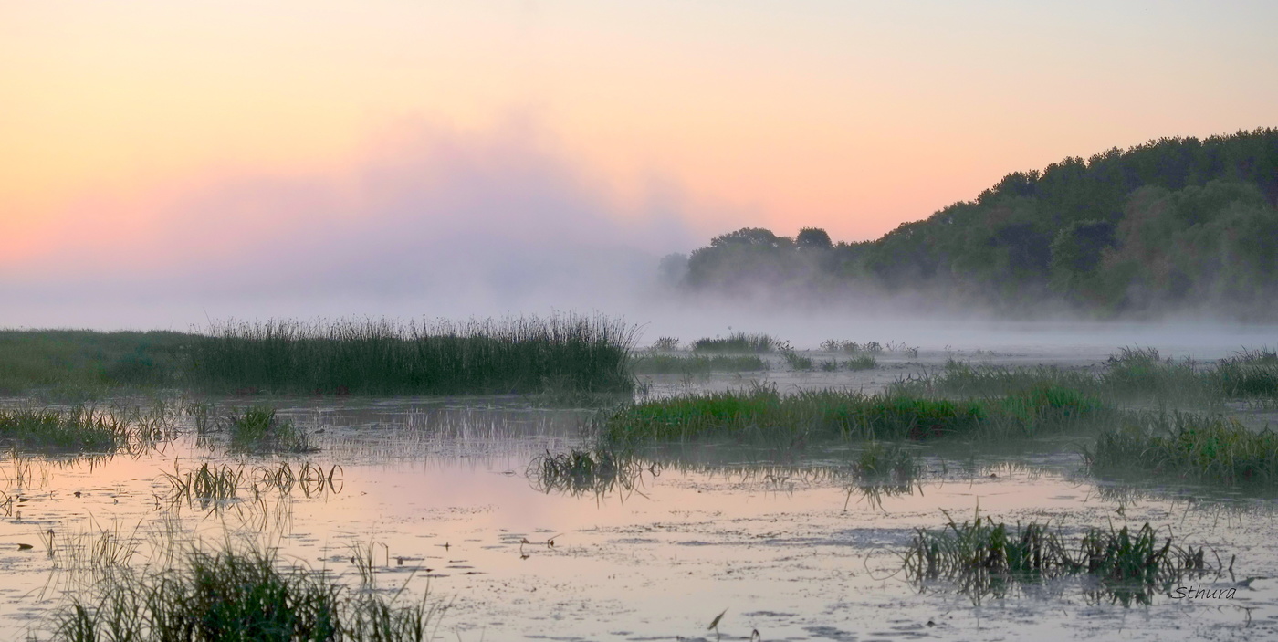 В зарослях Истока.