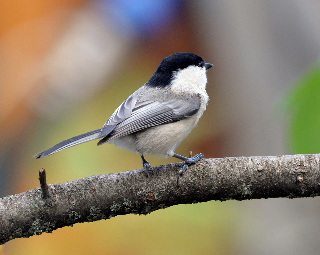 Черноголовая гаичка