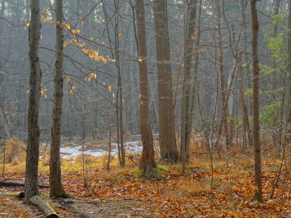 осень, гудбай..