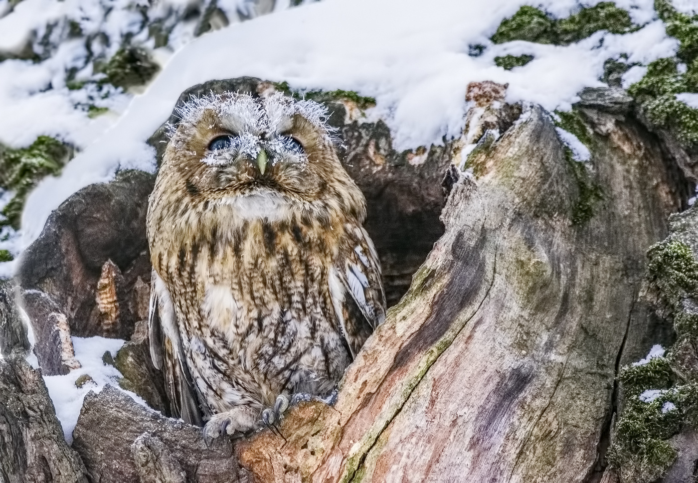 Неясыть серая.