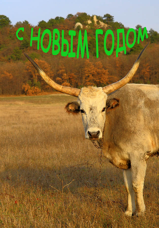 С Новым годом, уважаемые Коллеги!!