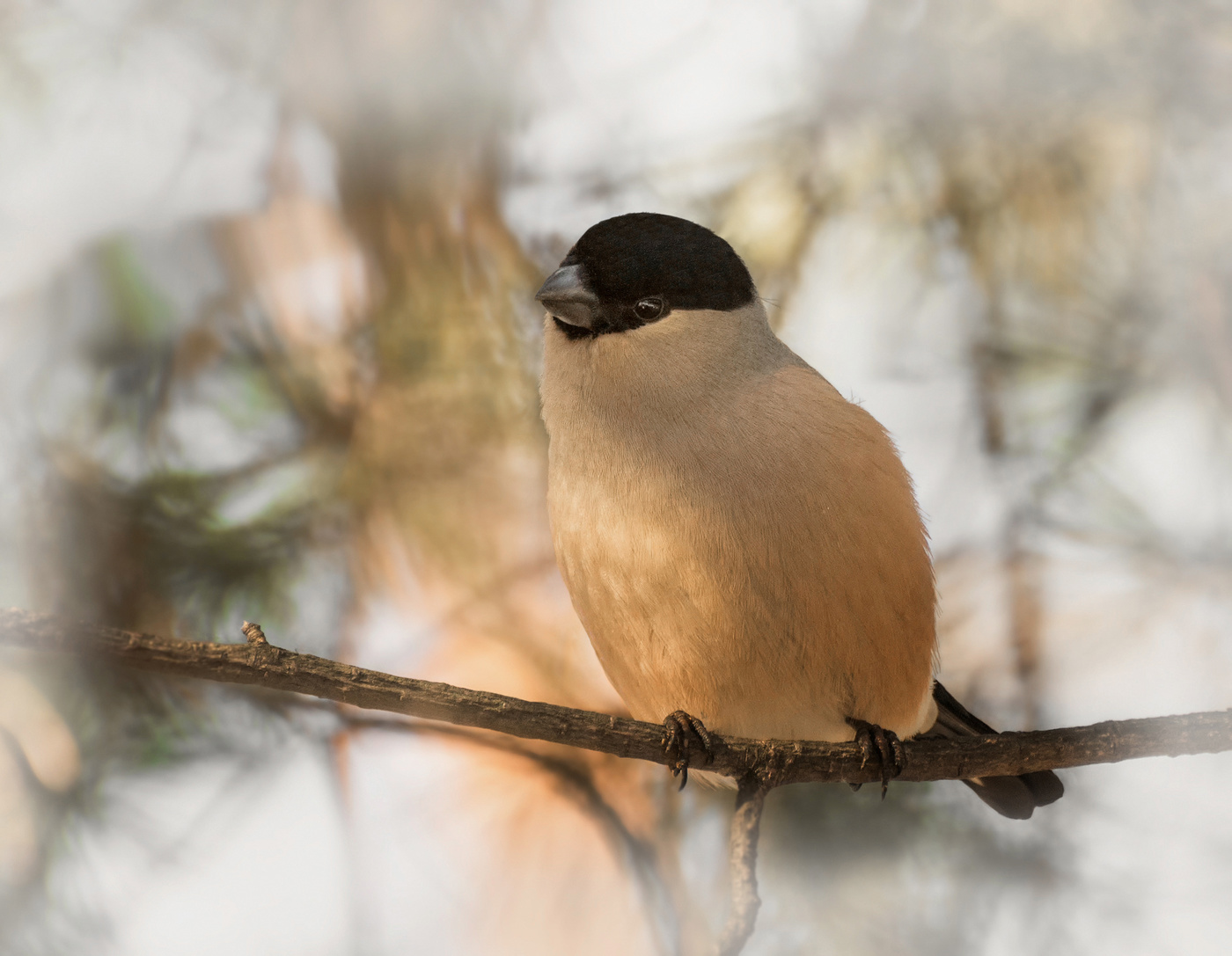 снегириха.. сама нежность