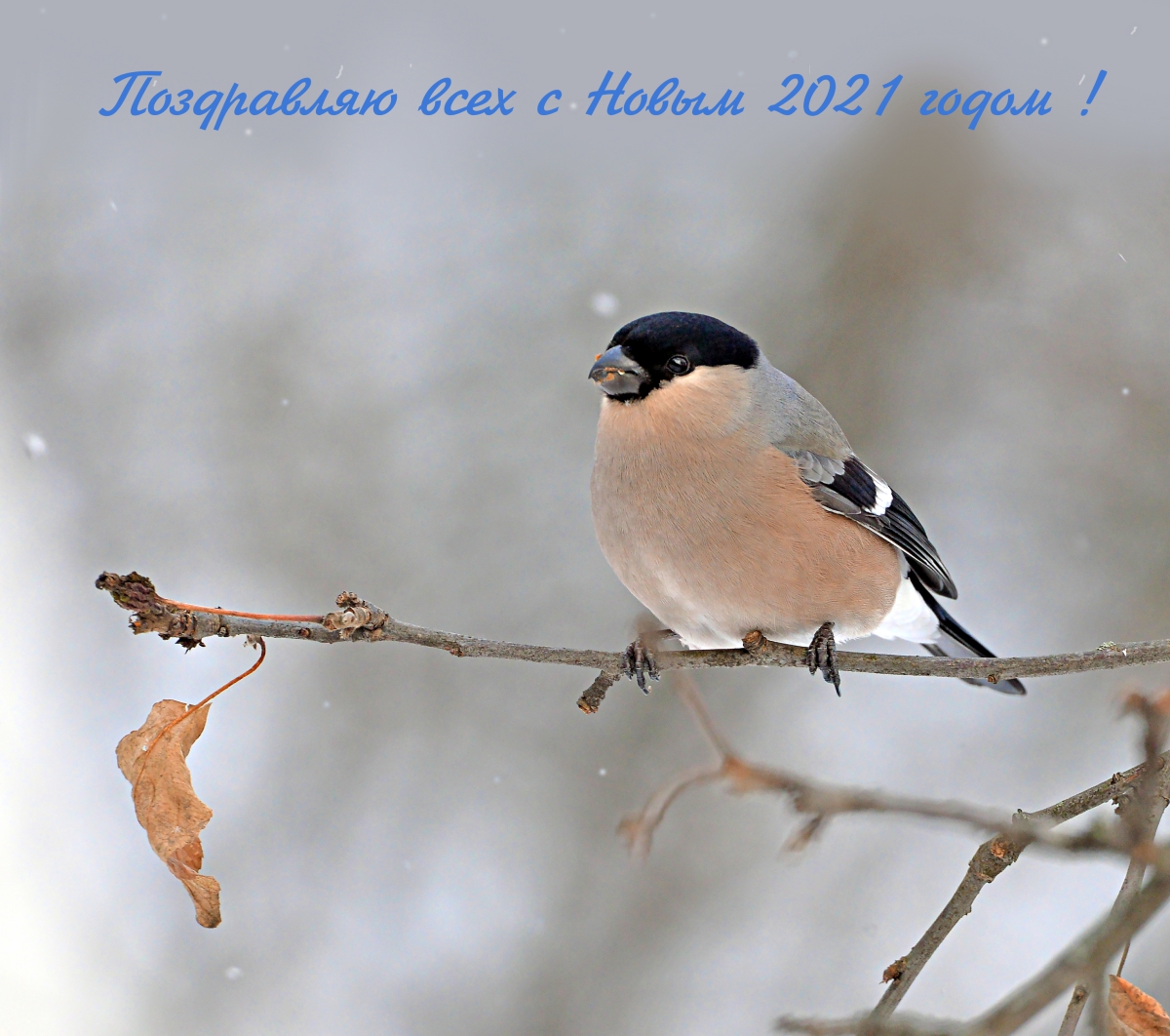 Поздравляю всех с Новым 2021 годом !!!