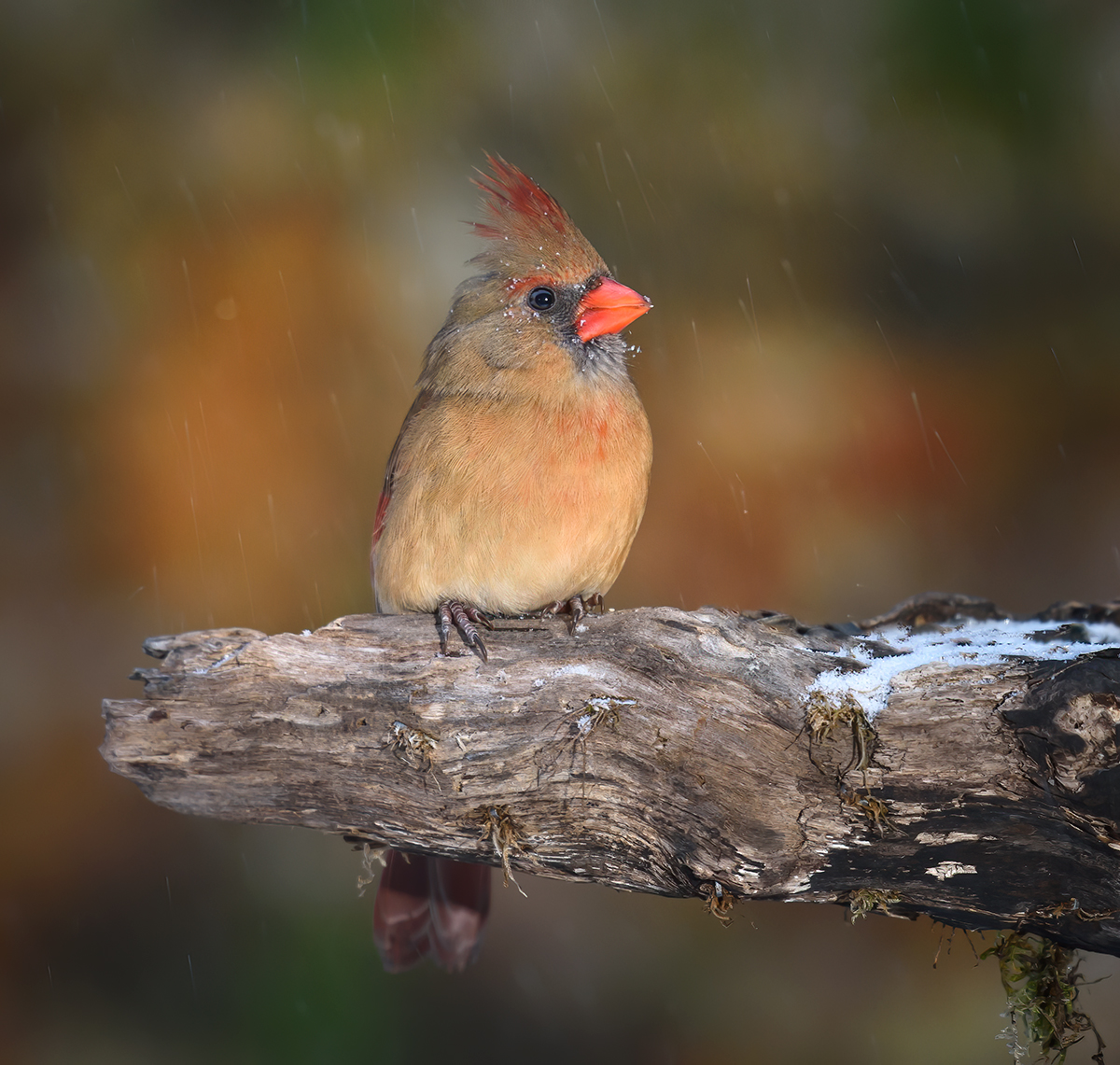 Northern cardinal (female) & Happy New Year!