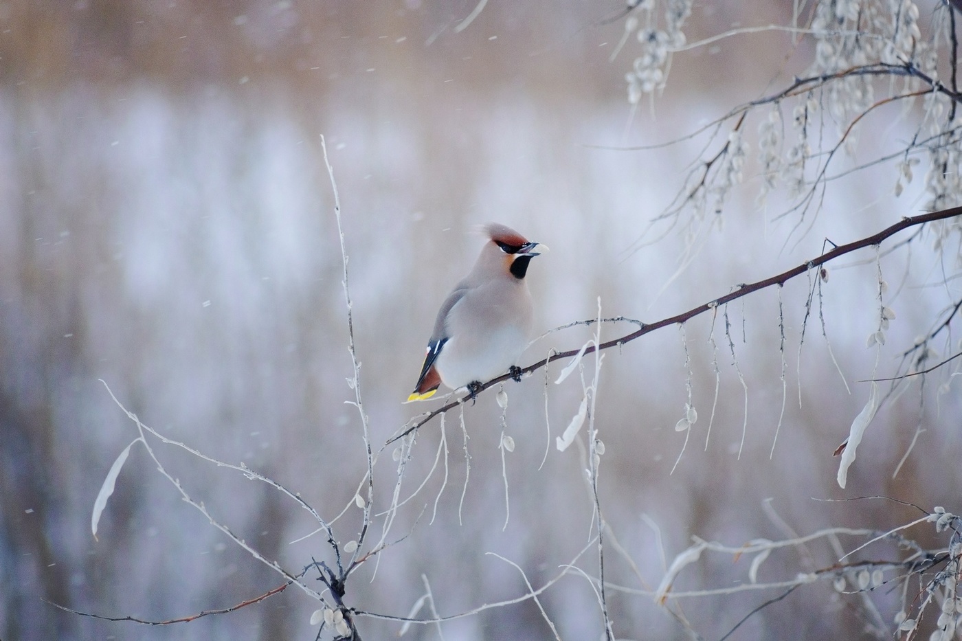 Свиристель