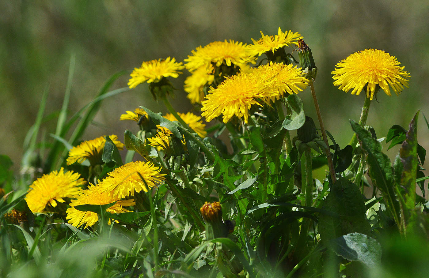 Одуванчики.