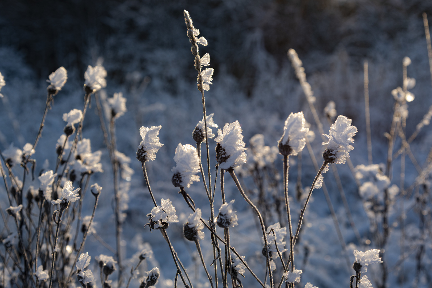 Морозное утро