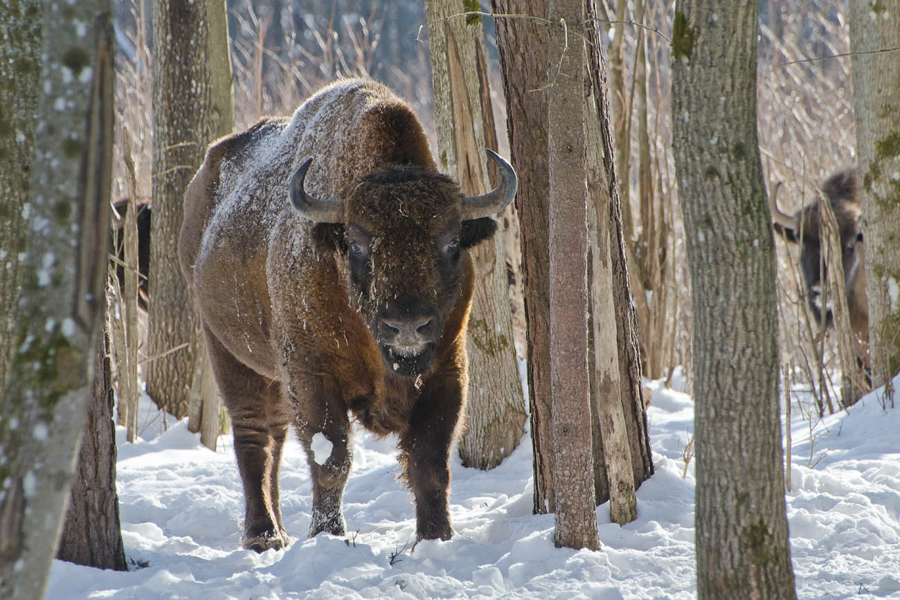 В гостях у зубров