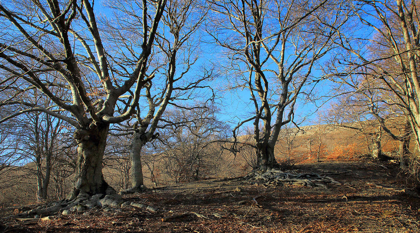 Буки Чатыр-Дага