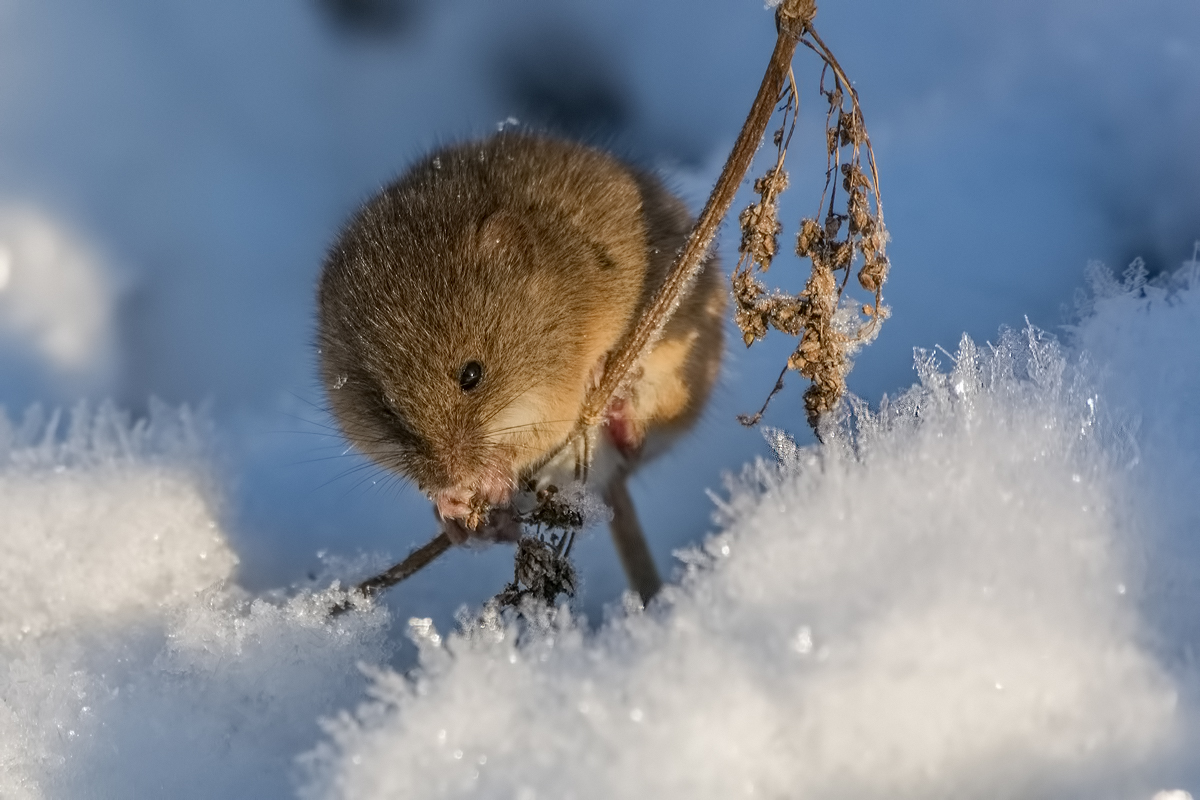 Мышь малютка.