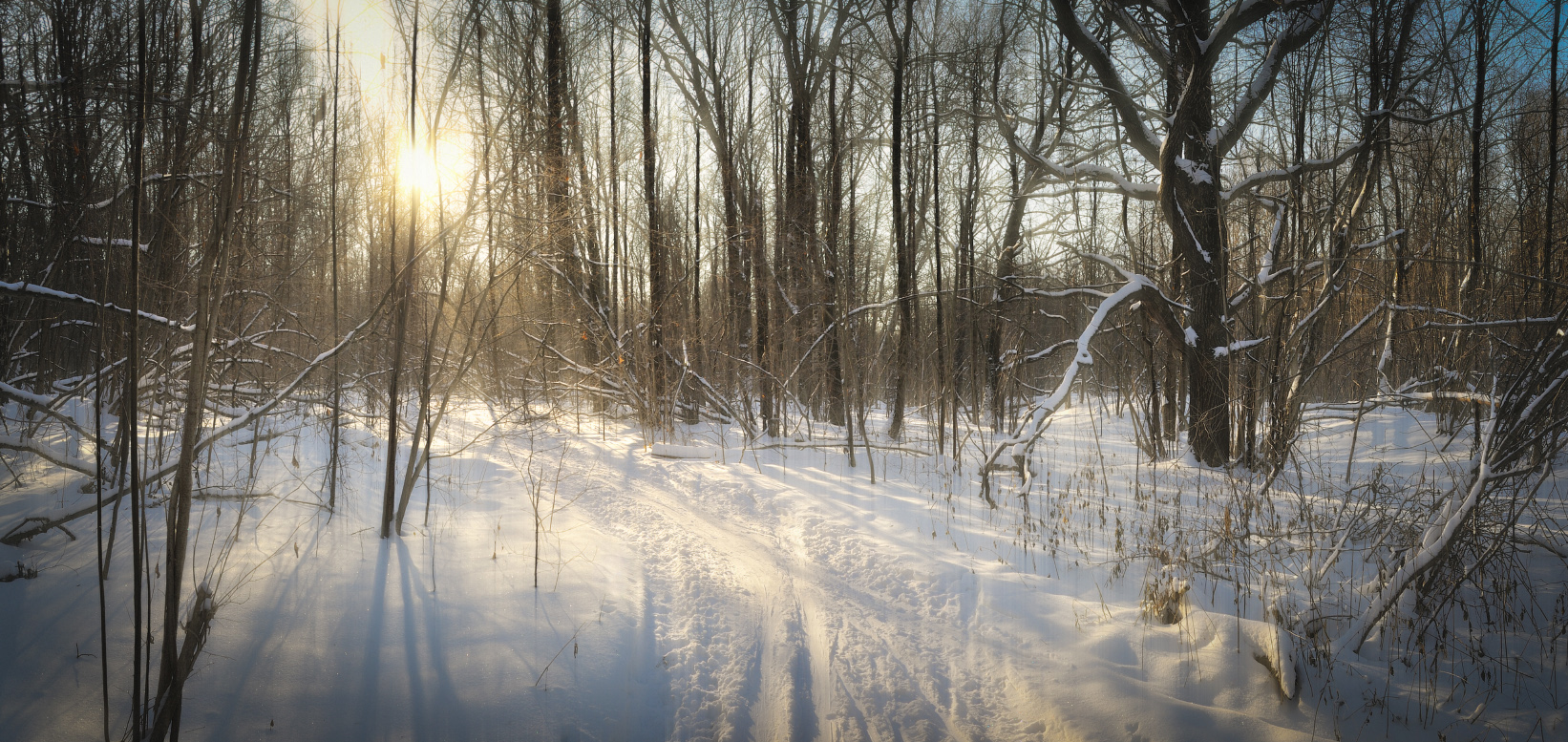 В косогорском лесу