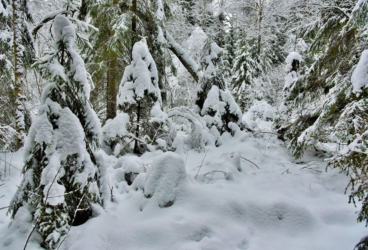 "Подарки долгих вьюг - пушистые сугробы..."