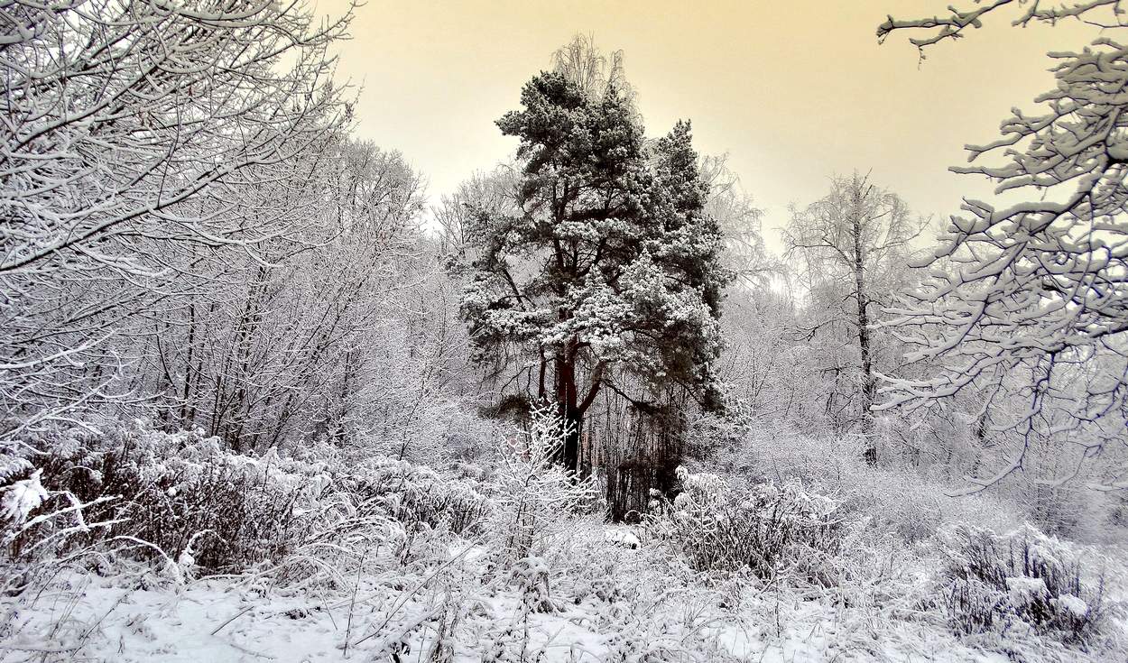 Зимнее, снежное утро