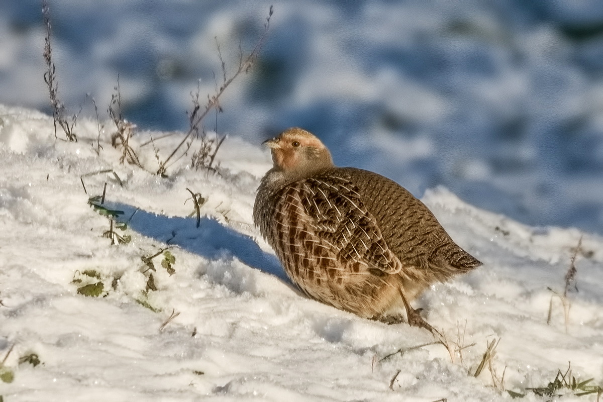 Куропатка серая.
