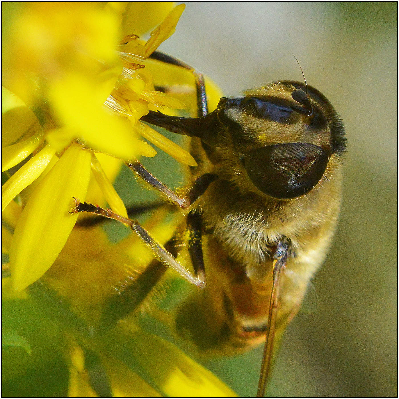 Полевые цветы.